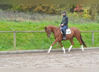 Andra varmblod, Sto, 4 år, 167 cm, fux