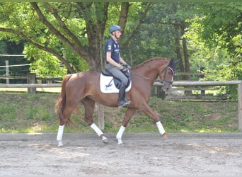 Andra varmblod, Sto, 4 år, 167 cm, fux