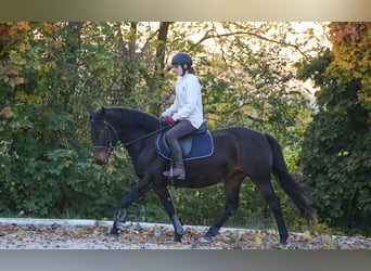 Andra varmblod Blandning, Sto, 5 år, 157 cm, Brun