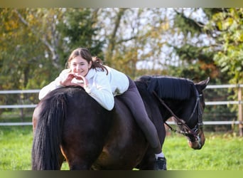 Andra varmblod Blandning, Sto, 5 år, 157 cm, Brun