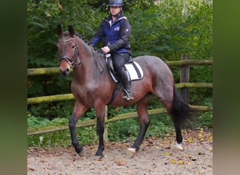 Andra varmblod, Sto, 5 år, 157 cm