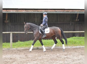 Andra varmblod, Sto, 5 år, 167 cm, Brun