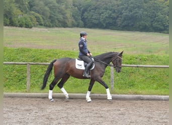 Andra varmblod, Sto, 5 år, 167 cm, Brun