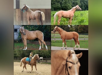 Weitere Warmblüter, Stute, 5 Jahre, 170 cm, Rappe