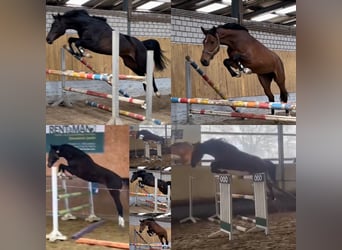 Weitere Warmblüter, Stute, 5 Jahre, 170 cm, Rappe