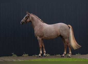 Andra varmblod, Sto, 5 år, Rödskimmel