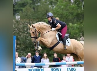 Weitere Warmblüter, Stute, 7 Jahre, 165 cm, Palomino