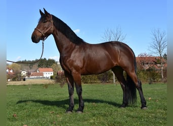 Andra varmblod, Sto, 7 år, Brun