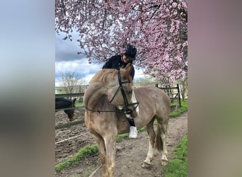 Andra varmblod Blandning, Sto, 8 år, 164 cm, Grå-röd-brun