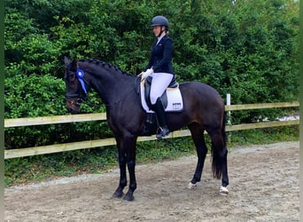 Andra varmblod, Sto, 8 år, 166 cm, Mörkbrun