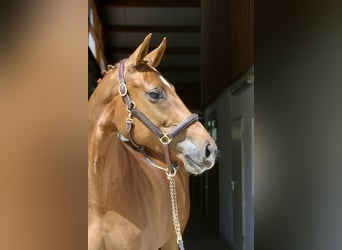 Weitere Warmblüter, Stute, 8 Jahre, 169 cm, Fuchs