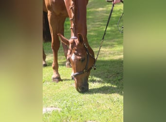 Weitere Warmblüter, Stute, 8 Jahre, 169 cm, Fuchs