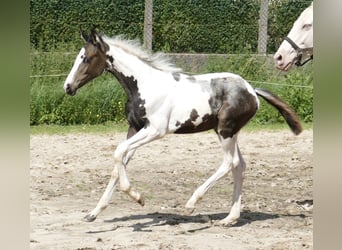 Andra varmblod, Sto, Föl (04/2024), 168 cm, Pinto