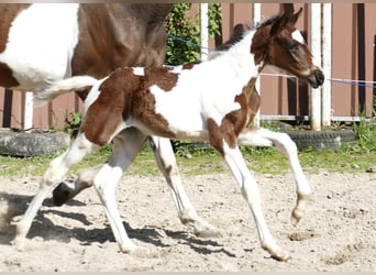 Andra varmblod, Sto, Föl (04/2024), 170 cm, Pinto