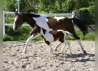 Andra varmblod, Sto, Föl (04/2024), 170 cm, Pinto