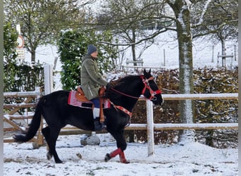 Andra varmblod, Valack, 10 år, 162 cm, Svart