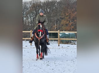 Andra varmblod, Valack, 10 år, 162 cm, Svart