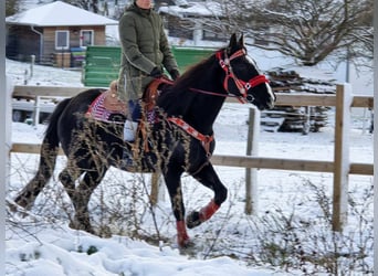 Andra varmblod, Valack, 10 år, 162 cm, Svart