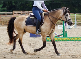 Andra varmblod, Valack, 10 år, Gulbrun