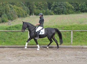 Andra varmblod, Valack, 11 år, 167 cm, Rökfärgad svart