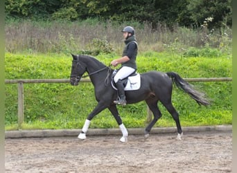 Andra varmblod, Valack, 11 år, 167 cm, Rökfärgad svart