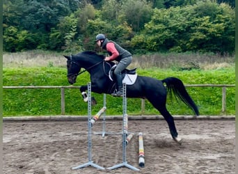 Weitere Warmblüter, Wallach, 11 Jahre, 167 cm, Schwarzbrauner