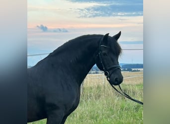 Andra varmblod Blandning, Valack, 12 år, 160 cm, Svart