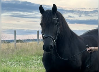 Andra varmblod Blandning, Valack, 12 år, 160 cm, Svart