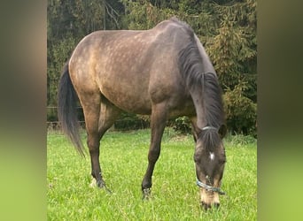 Andra varmblod, Valack, 12 år, 165 cm, Black