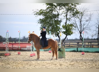Andra varmblod Blandning, Valack, 14 år, 153 cm, fux