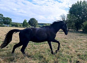 Andra varmblod, Valack, 18 år, Rökfärgad svart