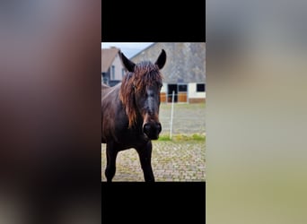 Andra varmblod, Valack, 2 år, 158 cm, Rökfärgad svart