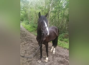 Andra varmblod, Valack, 3 år, 155 cm, Svart