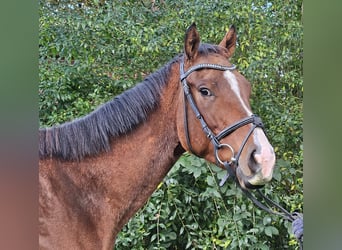 Weitere Warmblüter, Wallach, 3 Jahre, 160 cm, Brauner