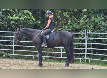 Andra varmblod Blandning, Valack, 3 år, 161 cm, Svart