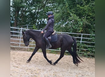 Andra varmblod Blandning, Valack, 3 år, 161 cm, Svart