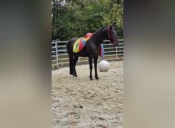 Andra varmblod Blandning, Valack, 3 år, 161 cm, Svart