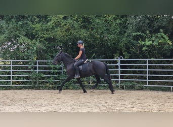 Andra varmblod Blandning, Valack, 3 år, 161 cm, Svart