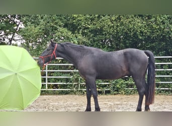 Andra varmblod Blandning, Valack, 3 år, 161 cm, Svart