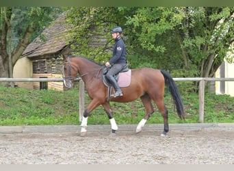 Andra varmblod, Valack, 3 år, 166 cm, Brun