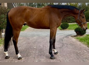 Weitere Warmblüter, Wallach, 3 Jahre, 175 cm, Brauner