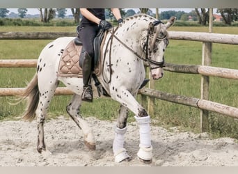 Andra varmblod, Valack, 4 år, 158 cm, Leopard-Piebald