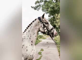 Andra varmblod, Valack, 4 år, 158 cm, Leopard-Piebald