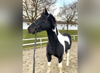 Andra varmblod, Valack, 4 år, 160 cm, Pinto