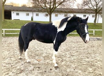 Andra varmblod, Valack, 4 år, 160 cm, Pinto