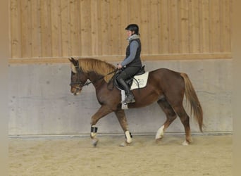 Andra varmblod, Valack, 4 år, 164 cm, fux