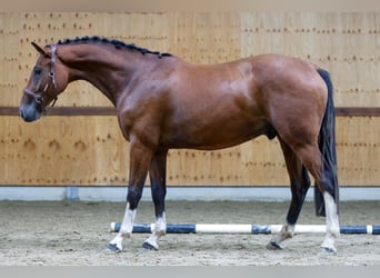 Andra varmblod, Valack, 4 år, 165 cm, Brun