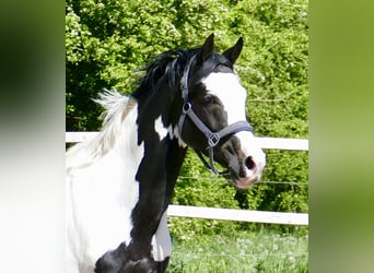 Weitere Warmblüter, Wallach, 4 Jahre, 168 cm, Schecke