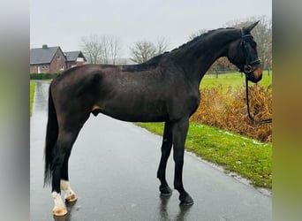 Andra varmblod, Valack, 4 år, Brun
