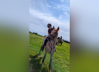 Andra varmblod, Valack, 5 år, 152 cm, Rödskimmel